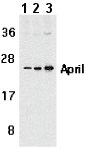 Lane 1 :  Anti-APRIL antibody (ab3681) at 1 µg/mlLane 2 :  Anti-APRIL antibody (ab3681) at 2 µg/mlLane 3 :  Anti-APRIL antibody (ab3681) at 4 µg/mlLane 1 : Jurkat cellsLane 2 : Jurkat cellsLane 3 : Jurkat cells