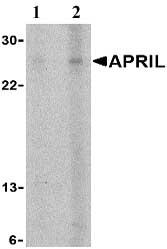 Lane 1 :  Anti-APRIL antibody (ab3680) at 5 µg/mlLane 2 :  Anti-APRIL antibody (ab3680) at 10 µg/mlLane 1 : K562 cell lysateLane 2 : K562 cell lysate