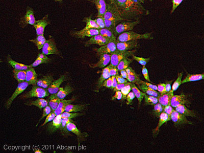 ICC/IF image of ab91428 stained Hek293 cells. The cells were 4% formaldehyde fixed (10 min) and then incubated in 1%BSA / 10% normal goat serum / 0.3M glycine in 0.1% PBS-Tween for 1h to permeabilise the cells and block non-specific protein-protein interactions. The cells were then incubated with the antibody (ab91428, 5µg/ml) overnight at +4°C. The secondary antibody (green) was ab96899, DyLight® 488 goat anti-rabbit IgG (H+L) used at a 1/250 dilution for 1h.Alexa Fluor® 594 WGA was used to label plasma membranes (red) at a 1/200 dilution for 1h. DAPI was used to stain the cell nuclei (blue) at a concentration of 1.43µM.