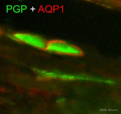 ab15080 staining Aquaporin1 in porcine jejunum by immunohistochemistry (Frozen sections). Tissue underwent fixation in paraformaldehyde without undergoing permeabilization and blocking steps. The primary antibody diluted 1/500 and incubated with sample for 24 hours. A Texas Red® conjugated goat polyclonal IgG whole molecule to rabbit, diluted 1/400 was used as the secondary.See Abreview