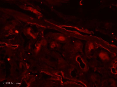 ab15080 at 1/500 dilution, staining Aquaporin 1 in sheep duodenum section by immunohistochemistry (Frozen sections). Sections were paraformaldehyde fixed and incubated with ab15080, for 24 hours. A Texas Red® conjugated goat polyclonal to rabbit Ig, diluted 1/400 was used as the secondary antibody.See Abreview
