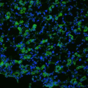 ab125041, at 1/200, staining Aquaporin 1 in Rat kidney tissue by Immunofluorescence.