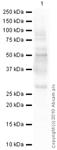 Anti-Aquaporin 1 antibody [1/22] (ab9566) at 1 µg/ml + Skeletal Muscle (Human) Tissue Lysate - adult normal tissue (ab29330) at 10 µgSecondaryGoat Anti-Mouse IgG H&L (HRP) preadsorbed (ab97040) at 1/5000 dilutiondeveloped using the ECL techniquePerformed under reducing conditions.