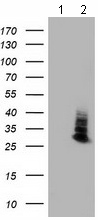 All lanes : Anti-Aquaporin 1 antibody [10C11] (ab117970) at 1/2000 dilutionLane 1 : HEK293T cell lysate, transfected with pCMV6-ENTRY control Lane 2 : HEK293T cell lysate, transfected with pCMV6-ENTRY Aquaporin 1Lysates/proteins at 5 µg per lane.