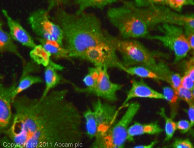 ICC/IF image of ab85876 stained HepG2 cells. The cells were 100% methanol fixed (5 min) and then incubated in 1%BSA / 10% normal goat serum / 0.3M glycine in 0.1% PBS-Tween for 1h to permeabilise the cells and block non-specific protein-protein interactions. The cells were then incubated with the antibody (ab85876, neat) overnight at +4°C. The secondary antibody (green) was ab96899, DyLight® 488 goat anti-rabbit IgG (H+L) used at a 1/250 dilution for 1h. Alexa Fluor® 594 WGA was used to label plasma membranes (red) at a 1/200 dilution for 1h. DAPI was used to stain the cell nuclei (blue) at a concentration of 1.43µM.