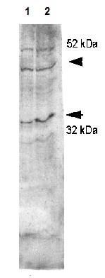 All lanes : Anti-Aquaporin 4 antibody (ab125049) at 1/2000 dilutionLane 1 : Rat kidney lysateLane 2 : Rat kidney lysate