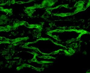 ab125049, at 1/200 dilution, staining Aquaporin 4 in Rat kidney tissue by Immunofluorescence.