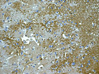 ab128906 at 1/100 dilution, staining Aquaporin 4 in paraffin-embedded Human brain tissue by Immunohistochemistry.