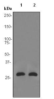 All lanes : Anti-Aquaporin 5 antibody [EPR3747] (ab92320) at 1/1000 dilutionLane 1 : Fetal lung lysateLane 2 : SW480 cell lysateLysates/proteins at 10 µg per lane.SecondaryHRP labelled goat anti-rabbit IgG at 1/1000 dilution