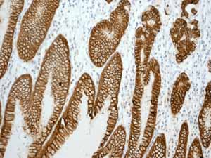 ab92320 showing positive staining in Normal stomach tissue.