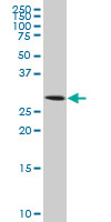 Anti-Aquaporin 8 antibody (ab77198) at 5 µg/ml + IMR-32 cell lysate at 25 µgSecondaryGoat Anti-Mouse IgG (H&L)-HRP Conjugate at 1/2500 dilution