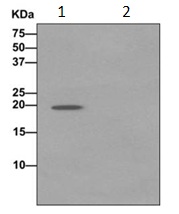 Western blot analysis on immunoprecipitation pellet from (Lane 1) HepG2 cell lysate or (Lane 2) 1X PBS (negative control) using ab171746 at 1/10 dilution, and HRP-conjugated anti-rabbit IgG preferentially detecting the non-reduced form of rabbit IgG.