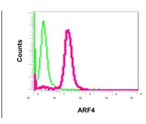 Flow cytometric analysis of permeabilized K562 cells labeling ARF4 using ab171746 (red) at 1/10 dilution, or a rabbit IgG (negative) (green).