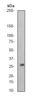 Anti-14-3-3 alpha + beta antibody [Y62] (ab32560) at 1/1000 dilution + Hela cell lysate.