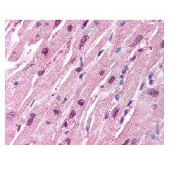Immunohistochemistry analysis of paraffin embedded formalin fixed heart tissue using 5 µg/ml ab65153.