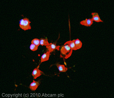 ICC/IF image of ab65153 stained PC12 cells. The cells were 4% formaldehyde fixed (10 min) and then incubated in 1%BSA / 10% normal goat serum / 0.3M glycine in 0.1% PBS-Tween for 1h to permeabilise the cells and block non-specific protein-protein interactions. The cells were then incubated with the antibody (ab65153, 1µg/ml) overnight at +4°C. The secondary antibody (green) was Alexa Fluor® 488 goat anti-rabbit IgG (H+L) used at a 1/1000 dilution for 1h. Alexa Fluor® 594 WGA was used to label plasma membranes (red) at a 1/200 dilution for 1h. DAPI was used to stain the cell nuclei (blue) at a concentration of 1.43µM.