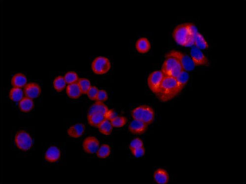 Immunofluorescent analysis of 4% paraformaldehyde-fixed MCF7 cells labeling ARFGAP1 with ab183746 at 1/500 dilution followed by Goat anti rabbit IgG (Alexa Fluor®555) secondary antibody at 1/200 dilution (red). Counter stained with Dapi (blue).