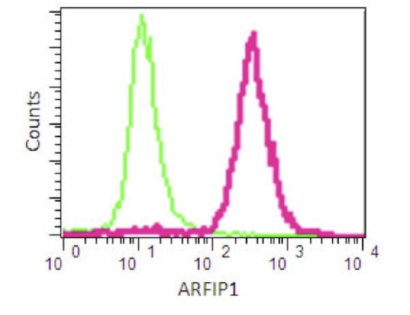 Flow Cytometrical analysis of Jurkat cells labeling ARFIP1 with ab191430 at 1/120 compared to a Isotype control. FITC-conjugated goat-anti-rabbit secondary antibody at 1/150 were used for the analysis.