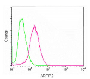 Flow cytometric analysis of 2% paraformaldehyde-fixed SH-SY5Y cells labeling ARFIP2 with ab180503 at 1/150 dilution (red), compared to a Rabbit monoclonal IgG Isotype control (green), followed by Goat anti rabbit IgG (FITC) secondary antibody at 1/75 dilution.