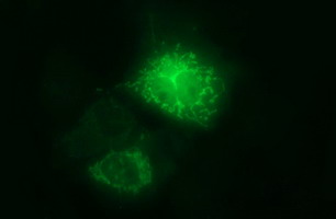 Immunofluorescent analysis of COS7 cells transiently transfected with pCMV6-ENTRY Arg2, labeling Arg2 with ab170159 at 1/100 dilution.