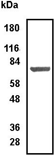 Anti-Arginyl tRNA synthetase antibody (ab31537) at 1/4000 dilution + HEK293 cell lysate