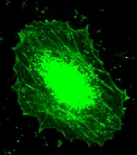 Immunofluorescence of a Chang cell using ab31537 at a dilution of 1/1000.