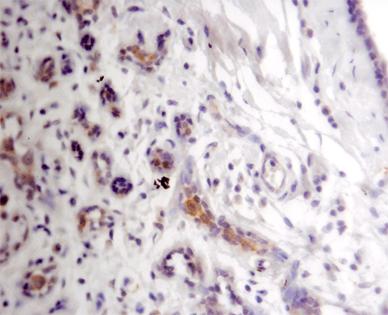 Formalin fixed-paraffin embedded Immunohistochemistry staining of Human breast tissue using ab31537 at 1/4000.