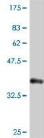 Anti-ARHGAP1 antibody (ab194425) at 1/1000 dilution + recombinant ARHGAP1 protein fragment at 0.2 µgdeveloped using the ECL technique