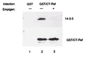 14-3-3 is required for CT-Raf kinase activity. 14-3-3 can be removed from CT-Raf in vitro with the detergent Empigen-BB. Sf9 cells were infected with recombinant baculoviruses encoding either GST or a GST–CT-Raf fusion protein. Forty-eight hours after infection, the GST or GST–CT-Raf proteins were isolated from NP-40 lysates by using glutathione-agarose beads. The bead-bound complexes were then washed with either NP-40 lysis buffer (lanes 1 and 2) or NP-40 lysis buffer containing 1% Empigen-BB (lane 3), resolved by SDS-PAGE, transferred to nitrocellulose, and developed with an antibody to either 14-3-3 (upper panel) or Raf (lower panel). 