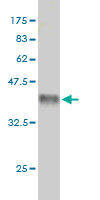 Western blot against tagged recombinant protein immunogen using ab57401 ARHGEF14 antibody at 1ug/ml.
