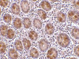 ab39631 at 10µg/ml staining AATF in small intestine by IHC