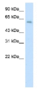 Anti-AATF antibody (ab66649) at 0.25 µg/ml + Human fetal kidney lysate at 10 µgSecondaryHRP conjugated anti-Rabbit IgG at 1/50000 dilution