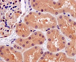 Immunohistochemical analysis of paraffin-embedded Human kidney tissue labeling ARL2BP with ab188322 at 1/50 dilution followed by prediluted HRP Polymer for Rabbit IgG. Counterstained with Hematoxylin.