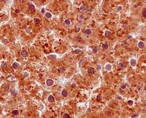 Immunohistochemical analysis of paraffin-embedded Rat liver tissue labeling ARL2BP with ab188322 at 1/50 dilution followed by prediluted HRP Polymer for Rabbit IgG. Counterstained with Hematoxylin.