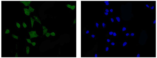 Immunofluorescent analysis of 4% paraformaldehyde-fixed A549 cells labeling ARL2BP with ab188322 at 1/100 dilution, followed by Goat anti rabbit IgG (Alexa Fluor® 488) secondary antibody at 1/200 dilution. Counterstained with Dapi (blue).