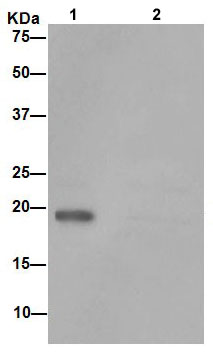 Western blot analysis of ARL2BP in HepG2 cell lysate immunoprecipitated with ab188322 at 1/50 dilution (Lane 1). Lane 2: PBS instead of HepG2 lysate.Secondary antibody: Anti-Rabbit IgG (HRP), specific to the non-reduced form of IgG at 1/1500 dilution.