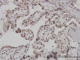 ARL6IP4 antibody (ab57357) used in immunohistochemistry at 3ug/ml on formalin fixed and paraffin embedded human placenta.