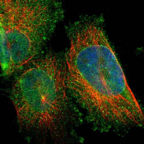 Immunofluorescent staining of Human cell line U-251MG shows positivity in nuclear membrane, cytoplasm and centrosome. Recommended concentration of ab121448 1-4 µg/ml. Cells treated with PFA/Triton X-100.