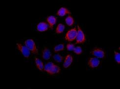 Immunofluorescence analysis of HeLa cells (fixative 4% paraformaldehyde) labeling ARMCX1 with ab180600 at a 1/100 dilution (red), counterstained with Dapi (blue). Goat anti rabbit IgG (Dylight 555) secondary used at a 1/200 diution.