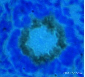 ab35604 staining Aromatase in dog ovary tissue section by Immunohistochemistry (Frozen sections). Tissue underwent fixation in acetone for 10 minutes and blocked in TBS buffer (1%BSA + 10%NGS) for 2 hours at 25°C. The primary antibody was diluted 1/50 and incubated with sample for 16 hours at 4°C. A HRP conjugated goat polyclonal to rabbit IgG (H&L), diluted 1/100 was used as secondary.See Abreview