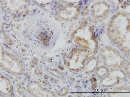 Arp2 antibody (ab56818) used in immunohistochemistry at 3ug/ml on formalin fixed and paraffin embedded human kidney.