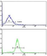 Flow cytometric analysis of WiDr cells using ab135572 at 1/10 dilution (bottom histogram) compared to a negative control cell (top histogram). FITC-conjugated goat-anti-rabbit secondary antibodies were used for the analysis.