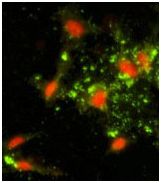 Immunofluorescence analysis of ab135572 at 0.025 mg/ml with HeLa cells. Detection utilised FITC-conjugated goat anti-rabbit lgG (whole molecule). FITC emits green fluorescence. Red counterstaining is PI.