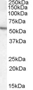 Anti-ARSA antibody (ab77586) at 0.5 µg/ml + Mouse Testis lysate (in RIPA buffer) at 35 µg