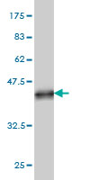 Western blot against tagged recombinant protein immunogen using ab54805 ART3 antibody at 1ug/ml.