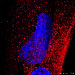 In the confocal image above are two rat Glia cells side by side with the nuclei labelled with a blue counterstain. Anti-14-3-3 (ab14110) is in red and shows cytosolic and some nuclear localisation. 63x objective, 4x zoom. Image courtesy of Randal Moldrich (submitted as an abreview).