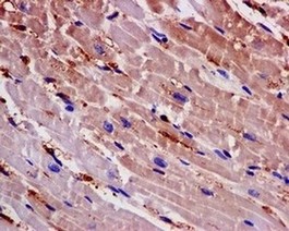 Immunohistochemical analysis of paraffin embedded Human heart tissue labeling Artemin with ab178434 at 1/50.
