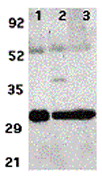 Western blot analysis of ARTS expression in human lung (lane 1), spleen (lane 2), and kidney (lane 3) tissue lysates with anti-ARTS at 2 µg /ml.