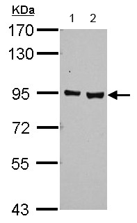 All lanes : Anti-Aryl hydrocarbon Receptor antibody (ab153744) at 1/1000 dilutionLane 1 : 293T whole cell lysateLane 2 : A431 whole cell lysateLysates/proteins at 30 µg per lane.