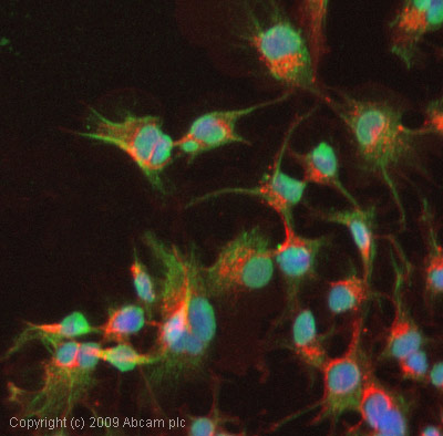 ICC/IF image of ab2769 stained HepG2 cells. The cells were methanol fixed (5 min) and then incubated in 1%BSA / 10% normal goat serum / 0.3M glycine in 0.1% PBS-Tween for 1h to permeabilise the cells and block non-specific protein-protein interactions. The cells were then incubated with the antibody (ab2769, in a 1/200 dilution) overnight at +4°C. The secondary antibody (green) was Alexa Fluor® 488 goat anti-mouse IgG (H+L) used at a 1/1000 dilution for 1h. Alexa Fluor® 594 WGA was used to label plasma membranes (red) at a 1/200 dilution for 1h. DAPI was used to stain the cell nuclei (blue) at a concentration of 1.43µM.